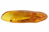 Detailed Fossil Ant & Springtail In Baltic Amber #93881-1